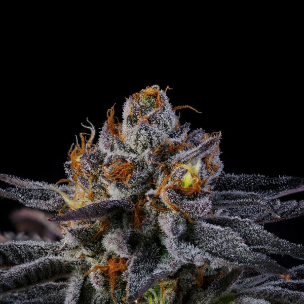 Wizard Trees Genetics RAINBOW RUNTZ