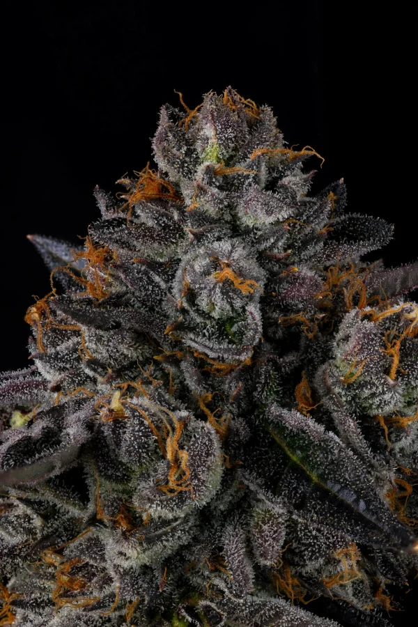 Wizard Trees Genetics TAX BRACKET