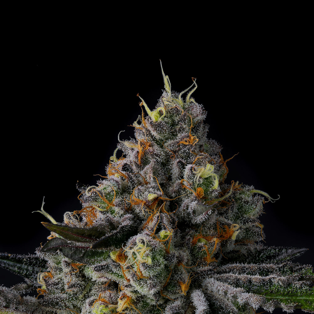 Wizard Trees Genetics GALACTIC RAINBOW