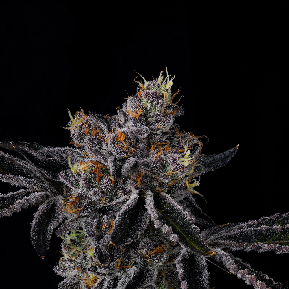 Wizard Trees Genetics FIESTAZ