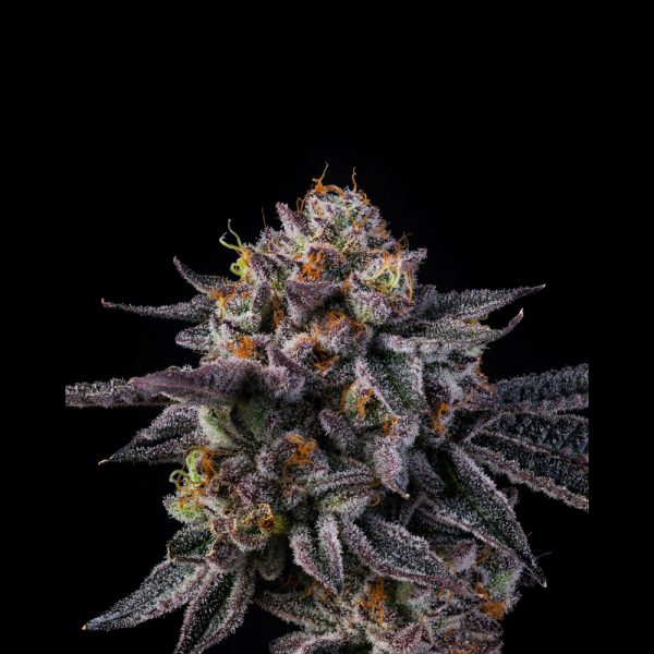 Runtz x Zangria by Wizard Trees not found Wizard Trees Genetics VICE RUNTZ