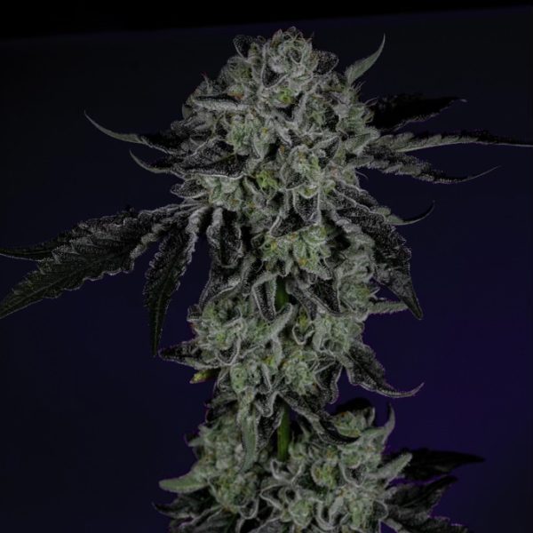 Wizard Trees Genetics WHITE ZANGRIA Feminized Flowering Time : 9 weeks Genetics : White Runtz x Zangria Yield : Medium - Heavy Size : 6 count