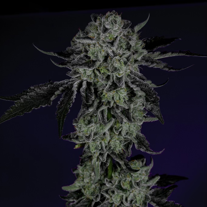 Wizard Trees Genetics WHITE ZANGRIA