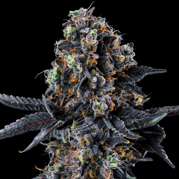 Wizard Trees Genetics WHITE SOHO Feminized Flowering Time : 9 weeks Genetics : White Runtz x Studio 54 Yield : Medium - Heavy Size : 6 count