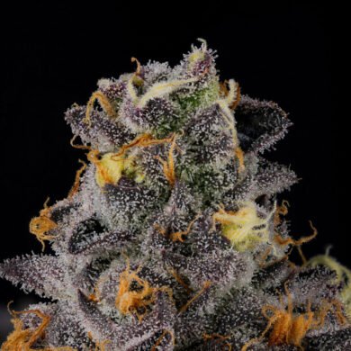 Wizard Trees Genetics Seed - Rainbow Swirl