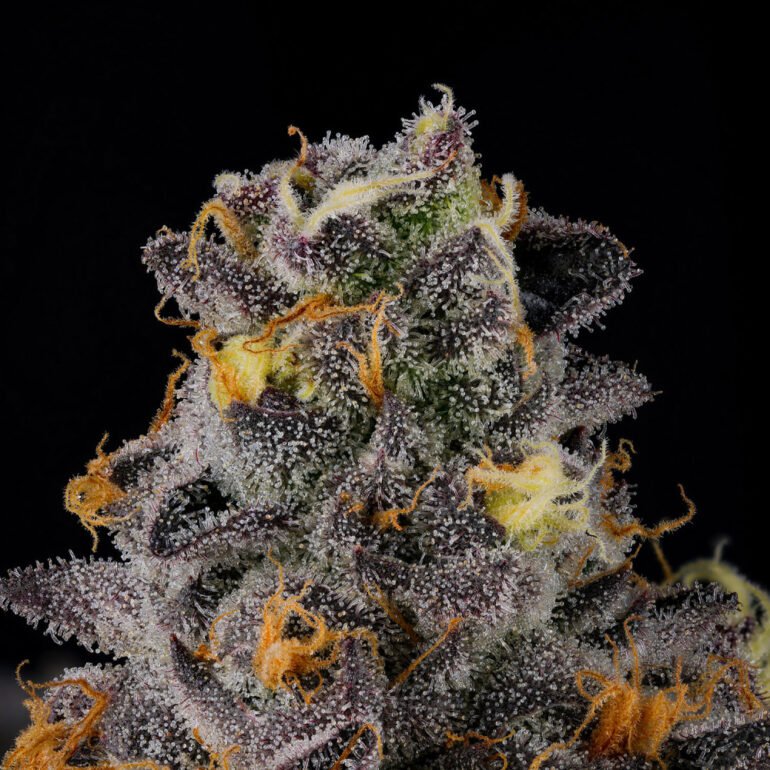 Wizard Trees Genetics Seed - Rainbow Swirl