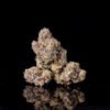 Wizard Trees Genetics 11:11 x Zangria