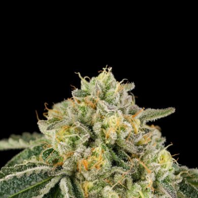 Wizard Trees Genetics Seed - Heel Hook