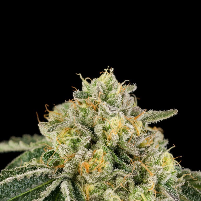 Wizard Trees Genetics Seed - Heel Hook