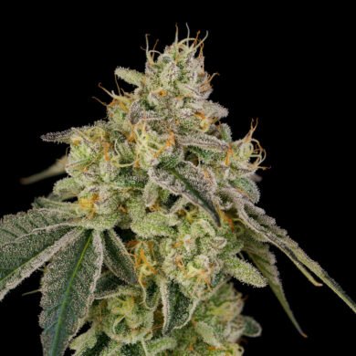 Wizard Trees Genetics Seed - Cowboy Cookies