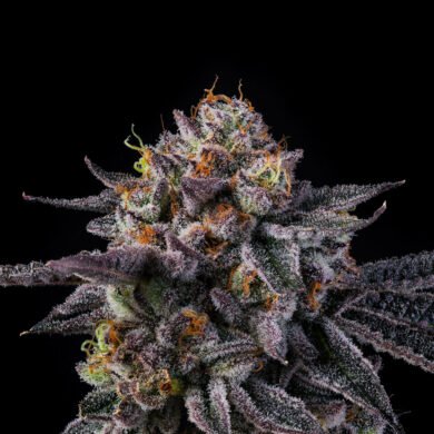 Wizard Trees Genetics Seed - White Rainbows