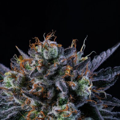 Wizard Trees Genetics Seed - Windu