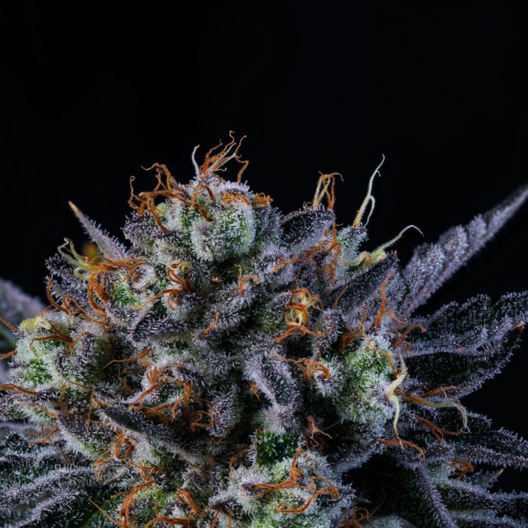 Wizard Trees Genetics Seed - Windu