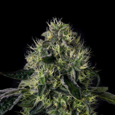 Wizard Trees Genetics Seed - Lucky 123