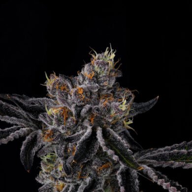 Wizard Trees Genetics Seed - Fiestaz