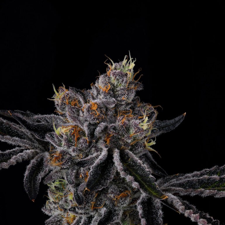 Wizard Trees Genetics Seed - Fiestaz