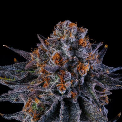 Wizard Trees Genetics Seed - Tea Time