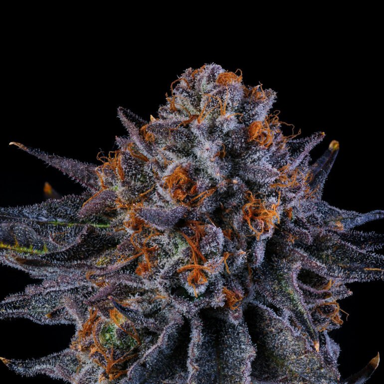 Wizard Trees Genetics Seed - Tea Time