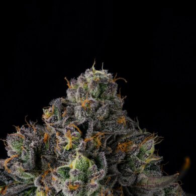 Wizard Trees Genetics Seed - Sherbz