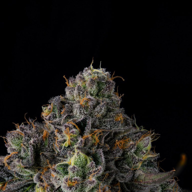 Wizard Trees Genetics Seed - Sherbz