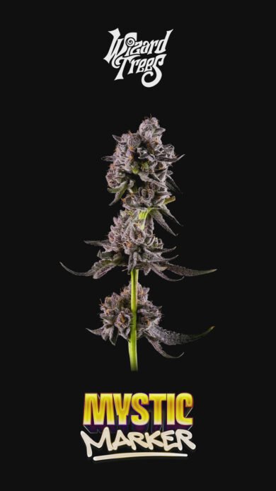 Wizard Trees Genetics  Mystic Marker