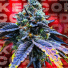 Wizard Trees Genetics  Corked