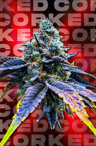 Wizard Trees Genetics  Corked