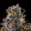 Wizard Trees Genetics Rainbow Swirl