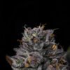 Wizard Trees Genetics Route 65