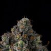 Wizard Trees Genetics Sherbz