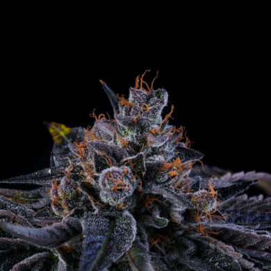 Wizard Trees Genetics Sherbzooka