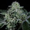 Wizard Trees Genetics Side Piece