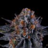 Wizard Trees Genetics Tea TIme