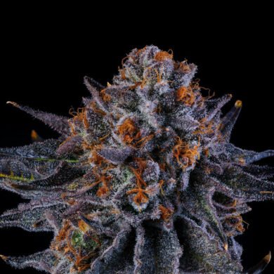 Wizard Trees Genetics Tea TIme