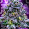 Wizard Trees Genetics  Uvaz