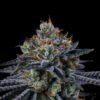 Wizard Trees Genetics Windu