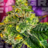 Wizard Trees Genetics  Zangria Funk