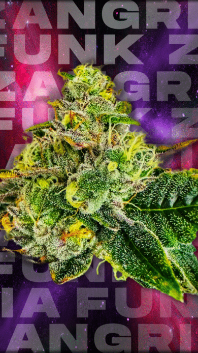 Wizard Trees Genetics  Zangria Funk