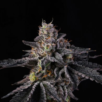 Wizard Trees Genetics Seed - Rainbow Gelato