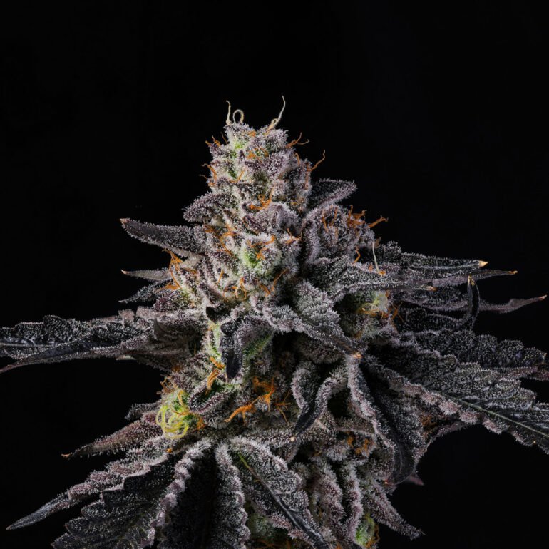 Wizard Trees Genetics Seed - Rainbow Gelato