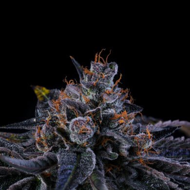Wizard Trees Genetics Seed - Sherbzooka