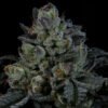 Wizard Trees Genetics Seed - Neon Runtz
