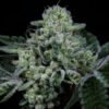 Wizard Trees Genetics Seed - Side Piece