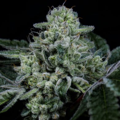 Wizard Trees Genetics Seed - Side Piece