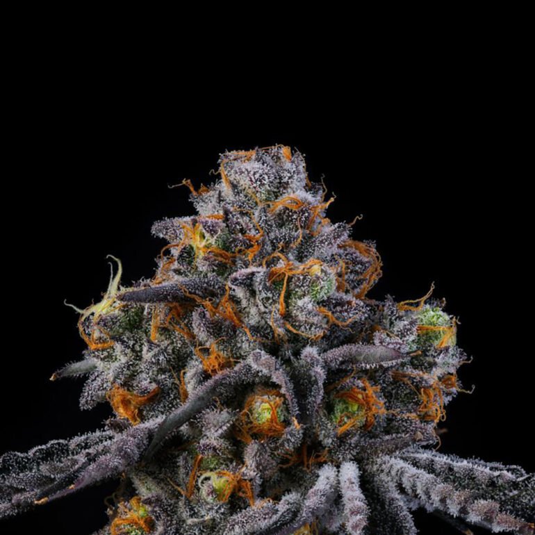 Wizard Trees Genetics Seed - 11:11