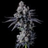 Wizard Trees Genetics Seed - Empire 54