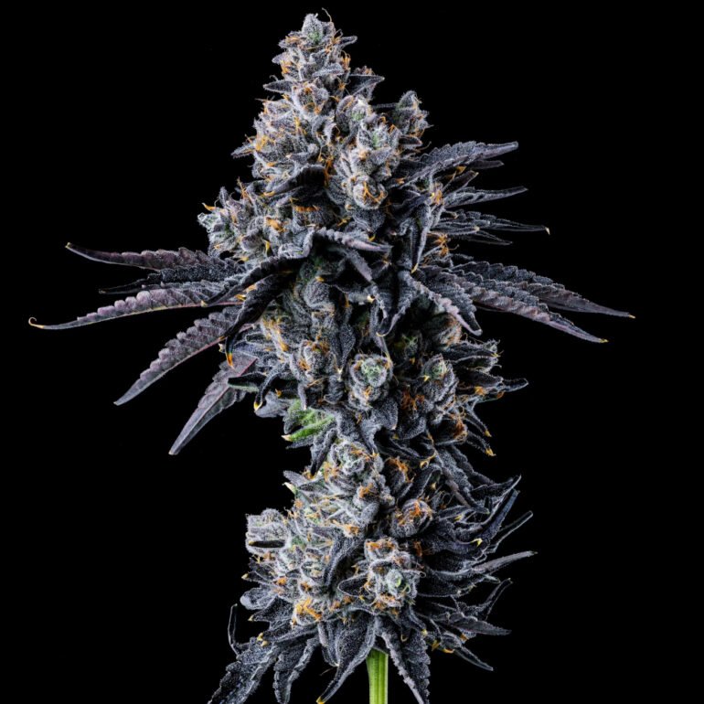 Wizard Trees Genetics Seed - Empire 54