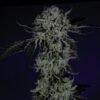Wizard Trees Genetics Seed - White Zangria