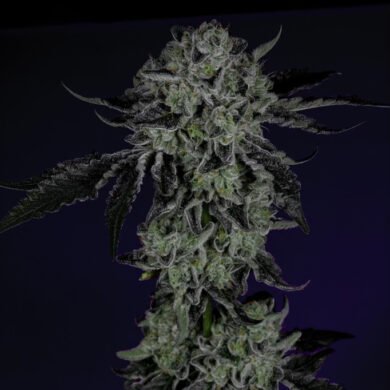 Wizard Trees Genetics Seed - White Zangria