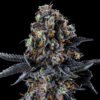 Wizard Trees Genetics Seed - White Soho